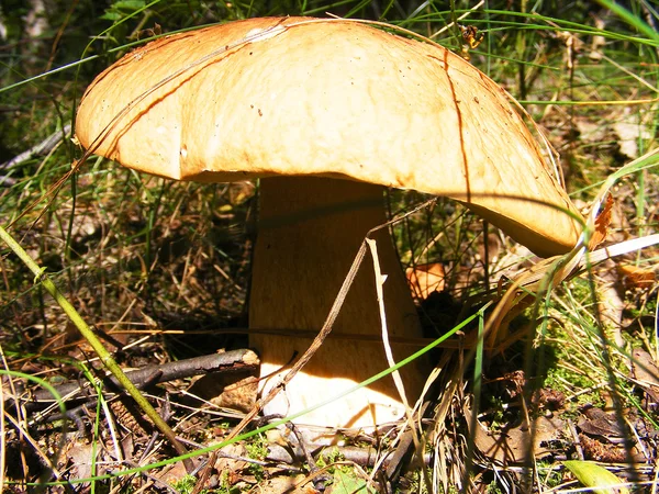 Ormanda yenilebilir mantar