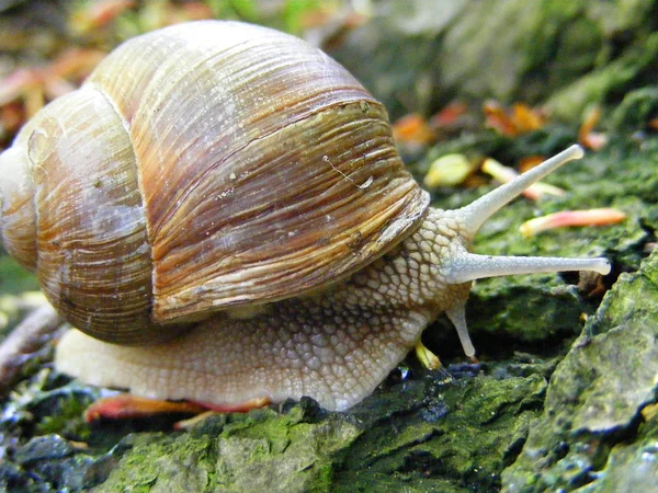 Ormanın içinde ıslak salyangoz