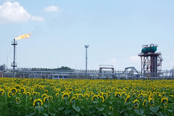 Petrol endüstrisi. Petrol meşale ve ayçiçeği tarlası
