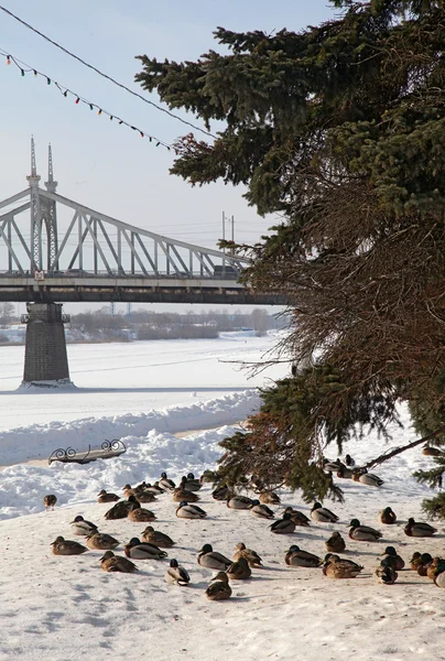 Beaucoup de canards en hiver près de la rivière. Brun et gris . — Photo