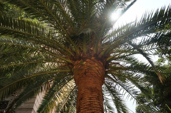 Palmetræ - Stock-foto