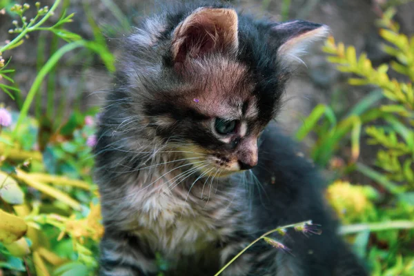 Hermoso Gato Cachorrito Ojos Azules — ストック写真