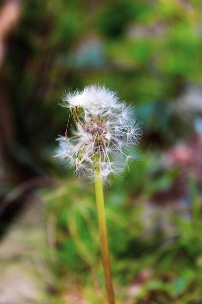 Un herfelo de leon en un verde jardin