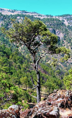 Pinus hartwegii o conocido tambien como Ocote negro o pino de las alturas, esta ie de arbol solo crece en las montaas ms altas del neovolcanico de mexico y otras del mundo benzerlikleri.