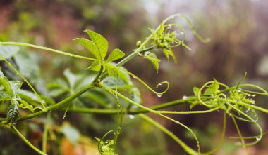 Puntas de la planta de Chayote, esta planta en algunas zonas rurales del Estado de Veracruz en Mxico son coming, se conocen comunmente comelites de chayote. 