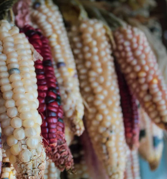 Se observan mazorcas de maz, estas se ponen a secar para luego proceder al desgrano de la semilla para procesar la masa para diversos alimentos principalmente en la zona rural de Mxico.