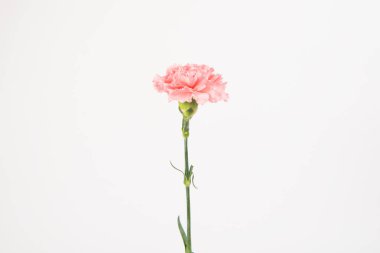 Pembe karanfil Anneler Günü çiçekleri kutsar