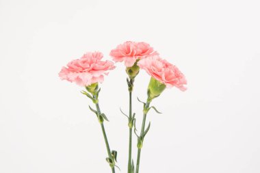 Pembe karanfil Anneler Günü çiçekleri kutsar