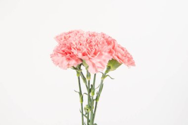 Pembe karanfil Anneler Günü çiçekleri kutsar