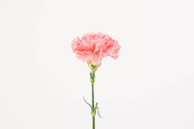 Pembe karanfil Anneler Günü çiçekleri kutsar