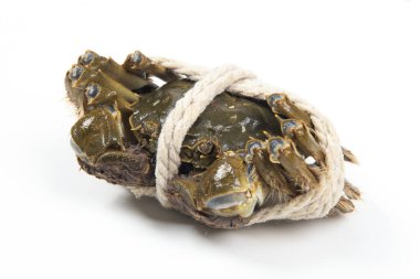 Çiğ Çin eldiveni yengeci ya da beyaz arka planda izole edilmiş kıllı yengeç..