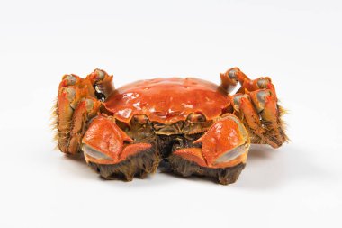 Çin eldiveni yengecini ya da beyaz arka planda izole edilmiş kıllı yengeçleri kapatın..