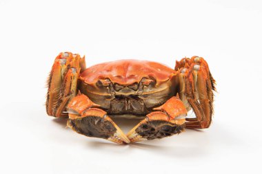 Çin eldiveni yengecini ya da beyaz arka planda izole edilmiş kıllı yengeçleri kapatın..