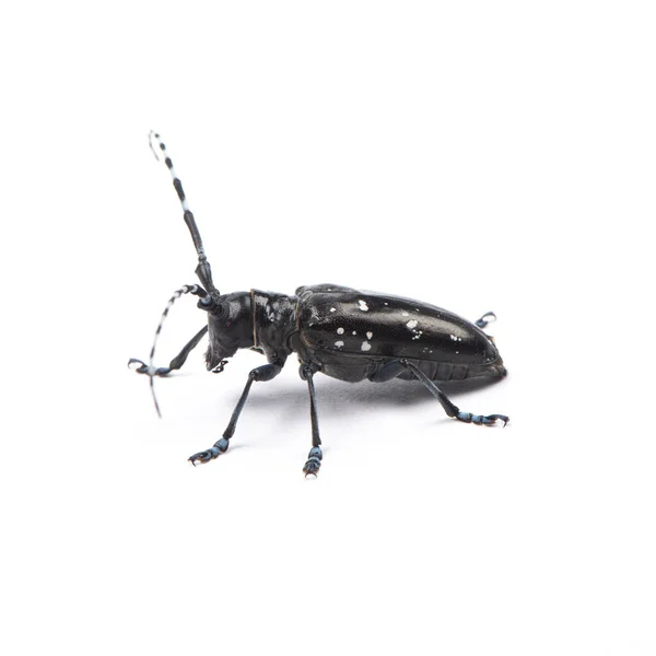 Escarabajo Longicornio Aislado Sobre Fondo Blanco —  Fotos de Stock