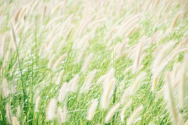 Yaygın yeşil tilki kuyruğu yakın plan. Setaria viridis, yeşil kıllı çim