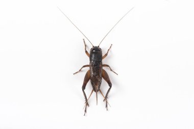 Gryllidae, beyaz arka planda izole kriket.