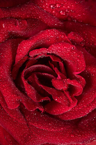 Red rose close up with water drops