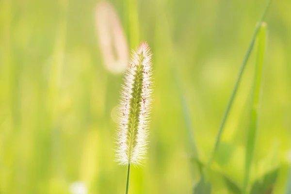 一般的な雑草の緑の尾のクローズアップ セタリア ヴィリディス緑の毛草 — ストック写真