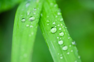 Yeşil yapraklar ve su damlaları doğal arkaplan için kullanılır..