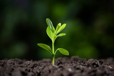 Yong ağacı tohumu soi 'de büyüyor.