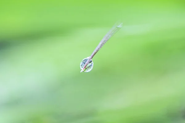 Primo Piano Gocce Dell Acqua Foglie — Foto Stock