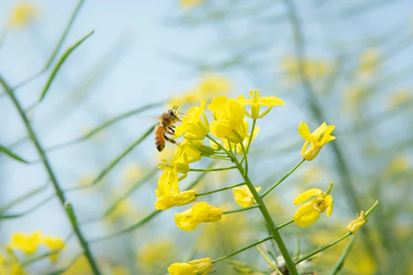 Rape seed flowers and a honey bee in field with blue sky in spring