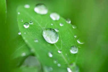 Yeşil yapraklar ve su damlaları doğal arkaplan için kullanılır..