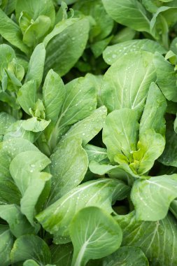 Taze organik yeşil sebzeler.