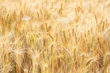 Buğday tarlası. Altın buğday kulakları yakın mesafede