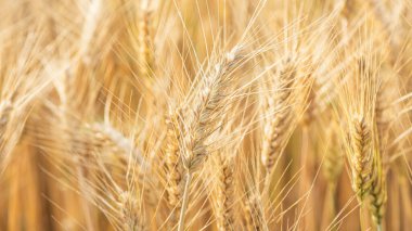 Buğday tarlası. Altın buğday kulakları yakın mesafede