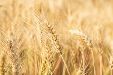 Buğday tarlası. Altın buğday kulakları yakın mesafede