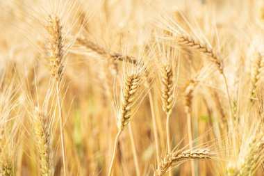 Buğday tarlası. Altın buğday kulakları yakın mesafede