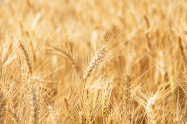 Buğday tarlası. Altın buğday kulakları yakın mesafede