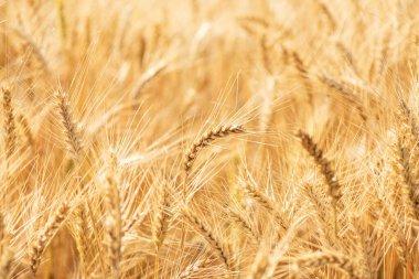 Buğday tarlası. Altın buğday kulakları yakın mesafede
