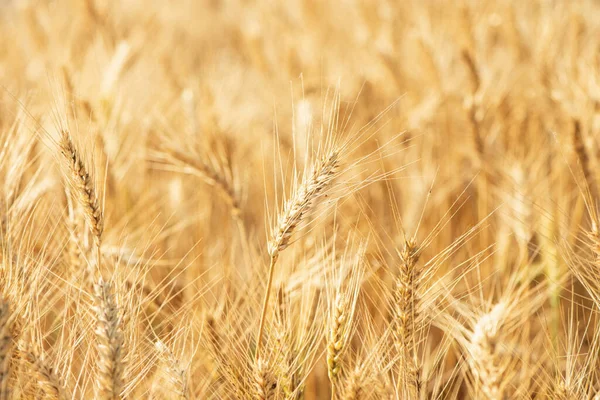 Buğday tarlası. Altın buğday kulakları yakın mesafede
