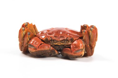 Çin eldiveni yengecini kapatın, beyaz arkaplanda yalıtılmış Şangay kıllı yengeçleri.