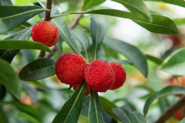 Bayberry ağaçta olgunlaşmak üzere..