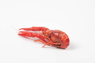 Beyaz arka planda izole edilmiş kerevit ya da kerevit, yakın plan