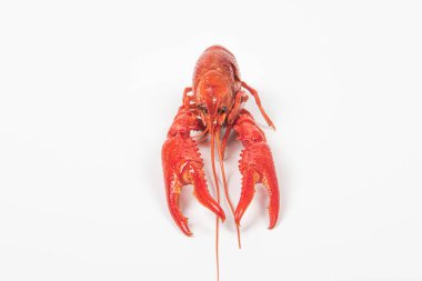 Beyaz arka planda izole edilmiş kerevit ya da kerevit, yakın plan
