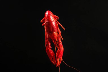 Siyah arka planda izole edilmiş kerevit ya da kerevitlere yakın durun.