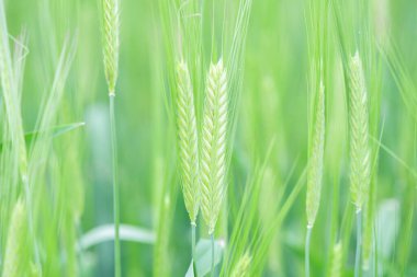 Bahar mevsiminde, taze taze taze buğday ile sulu kulaklar. Makro yakın çekim.