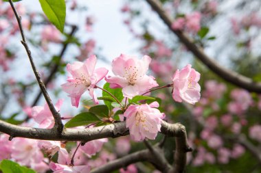 Bahar, pembe yaban elması çiçeği ağacı