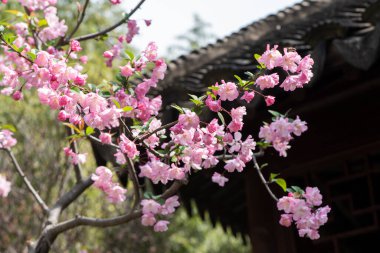 Bahar, pembe yaban elması çiçeği ağacı