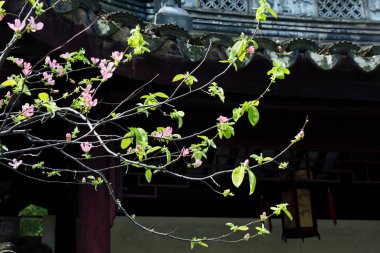 Bahar, pembe yaban elması çiçeği ağacı