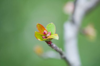 tree bud in spring,green sprout growing