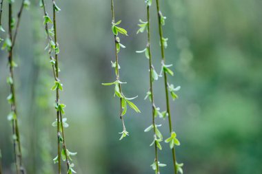 Bahar söğüdü yeni filiz ağacı