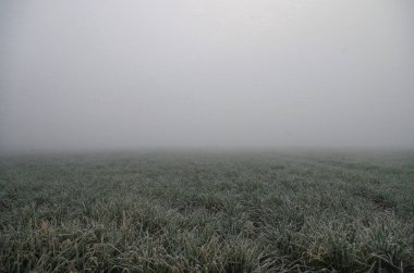 Kış mevsiminde sisli bir günde kırsal kesimde donla kaplı küçük buğdayların büyüdüğüne dair detaylar