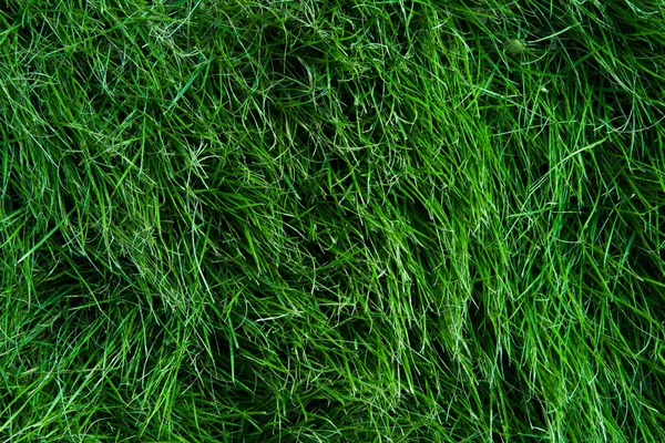 Background of a green grass. Green grass texture Green grass texture from a field