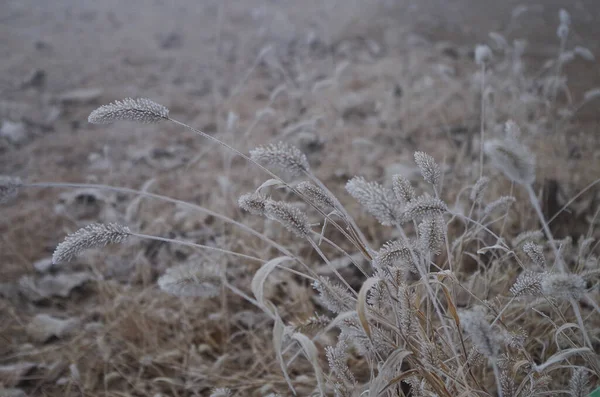 Pokryte Mrozem Mrożoną Suchą Trawą Sezonie Zimowym — Zdjęcie stockowe