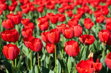 Beautiful spring red tulip flowers background